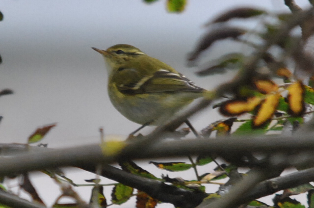 Yellow-browed Warbler