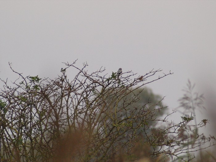 Great Grey Shrike
