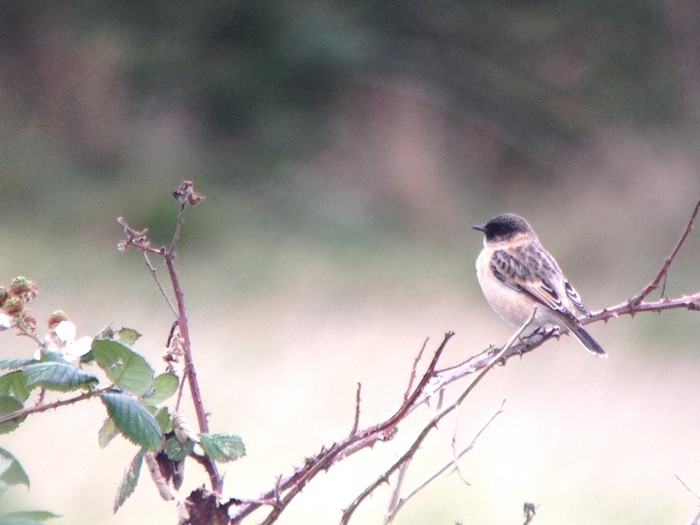 Siberian Stonechat