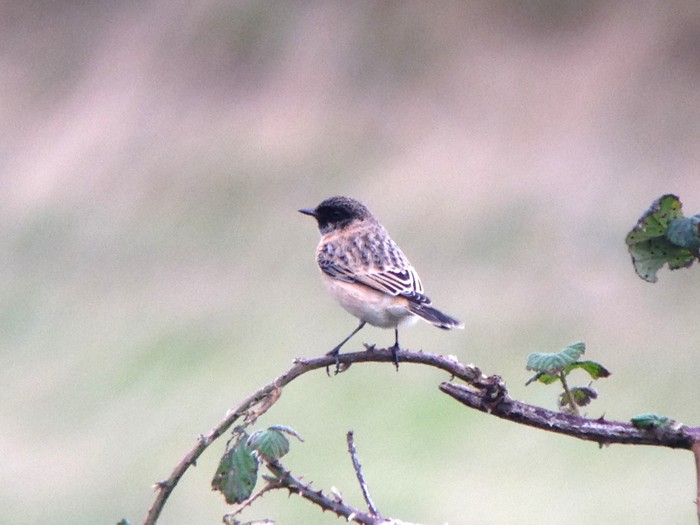 Siberian Stonechat
