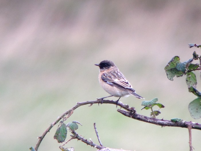 Siberian Stonechat