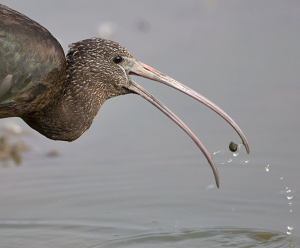 Glossy Ibis