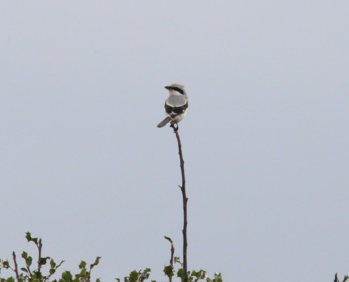 Great Grey Shrike