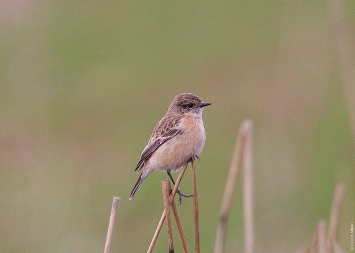 Siberian Stonechat
