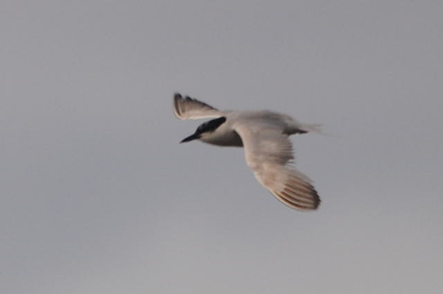 Gull-billed Tern