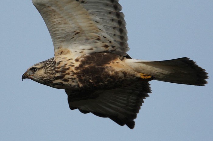 Rough-legged Buzzard