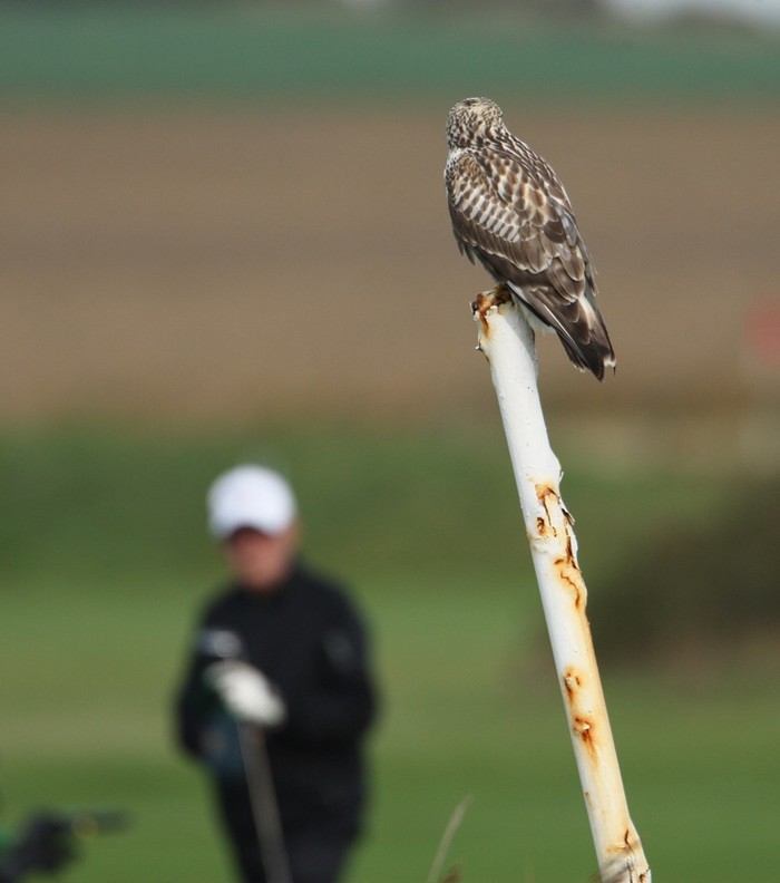 Rough-legged Buzzard