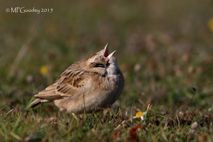Short-toed Lark