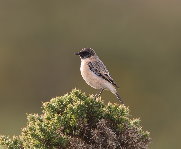 Siberian Stonechat