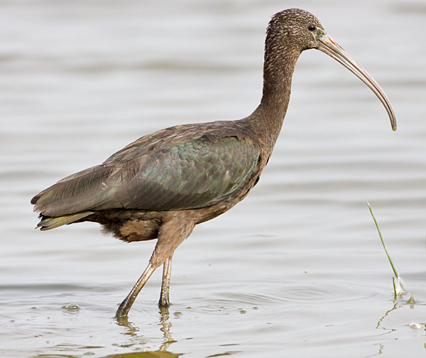 Glossy Ibis