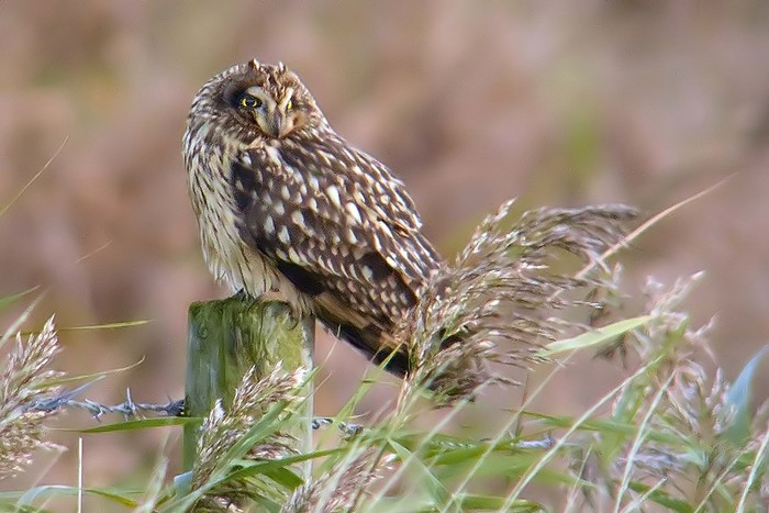 Short-eared Owl