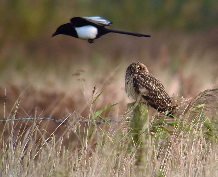 Short-eared Owl