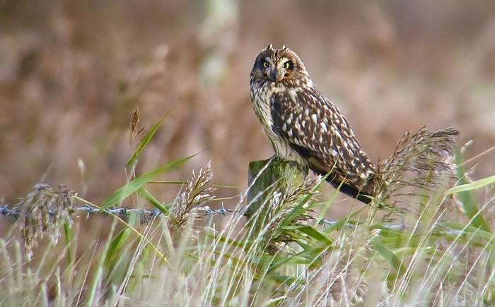 Short-eared Owl