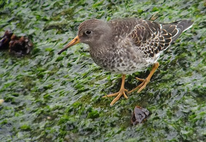 Purple Sandpiper
