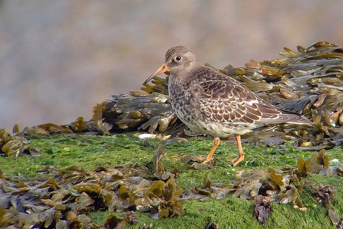 Purple Sandpiper