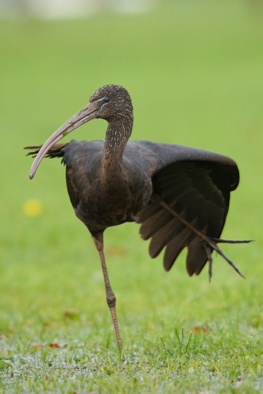 Glossy Ibis