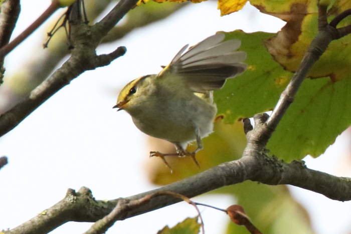Pallas's Warbler