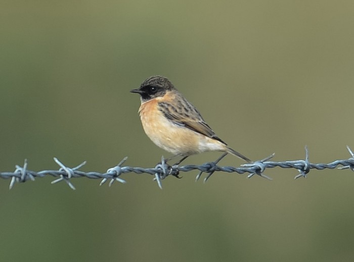 Siberian Stonechat