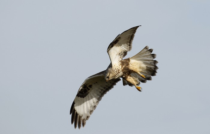Rough-legged Buzzard