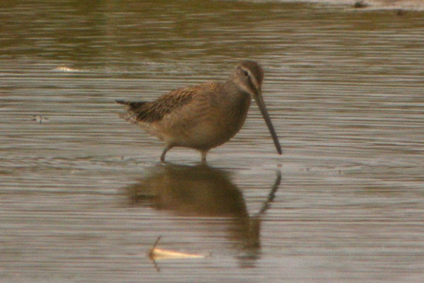 Long-billed Dowitcher