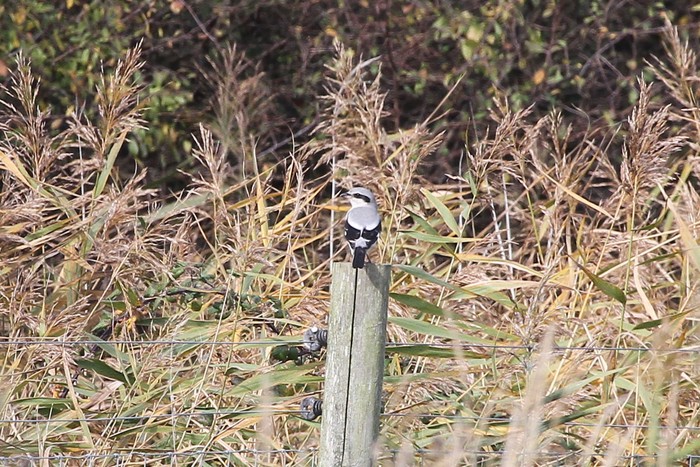 Great Grey Shrike