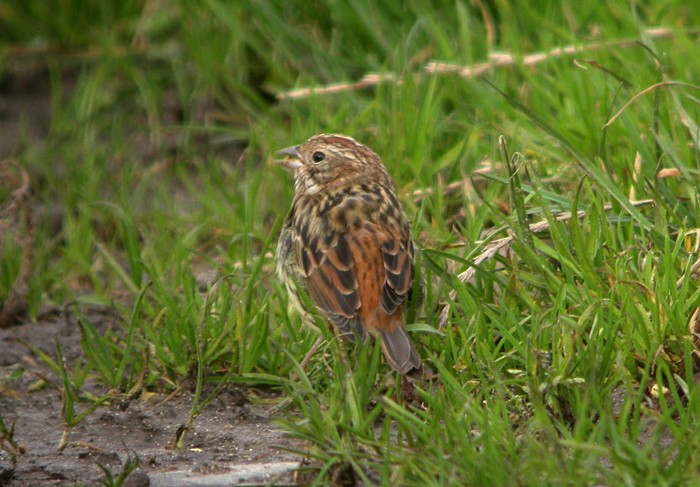 Chestnut Bunting