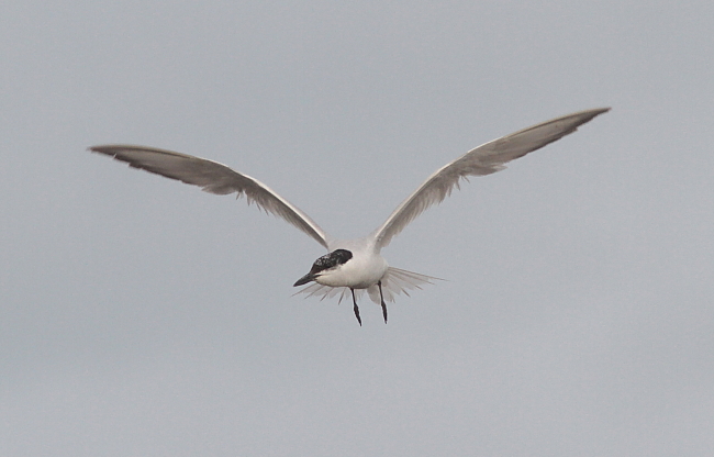 Gull-billed Tern