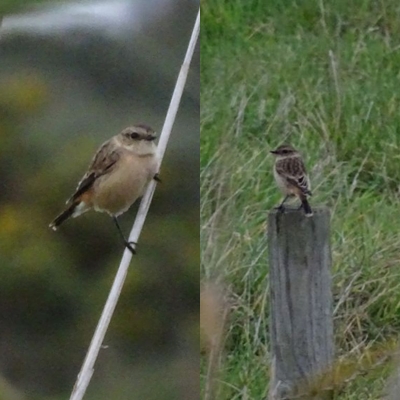 Siberian Stonechat