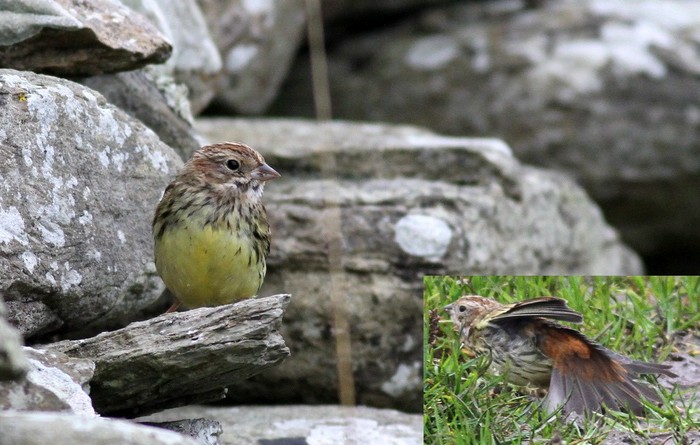 Chestnut Bunting