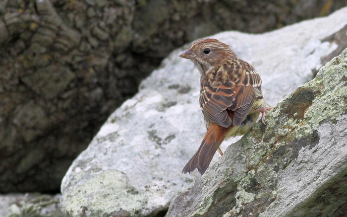Chestnut Bunting