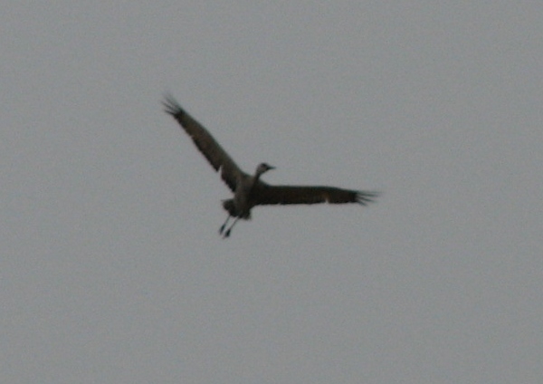 Sandhill Crane