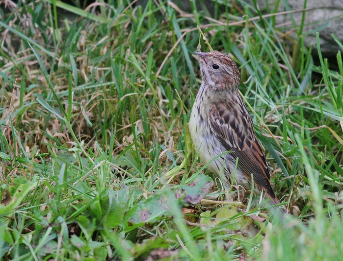 Chestnut Bunting