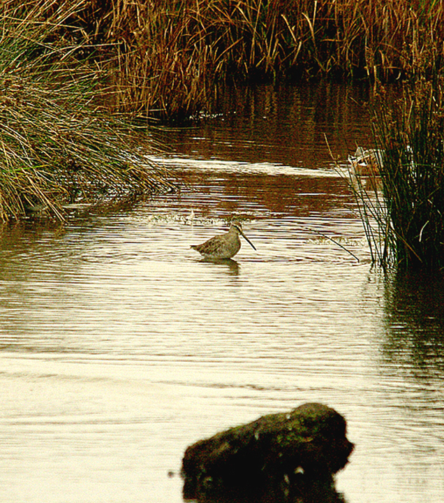Long-billed Dowitcher