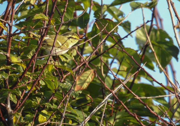 Pallas's Warbler