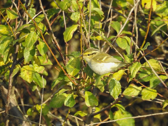 Pallas's Warbler