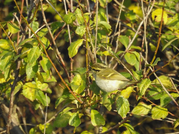 Pallas's Warbler
