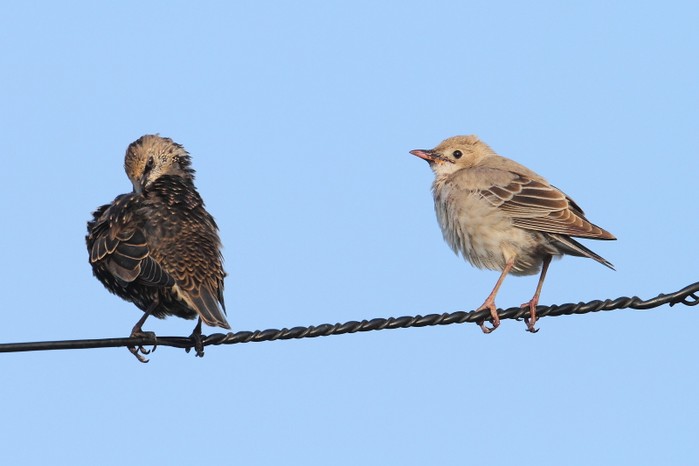 Rose-coloured Starling