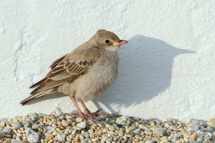 Rose-coloured Starling