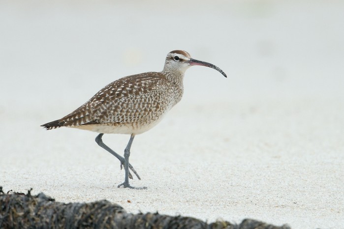 Hudsonian Whimbrel