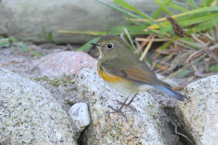 Red-flanked Bluetail