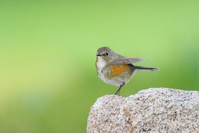 Red-flanked Bluetail