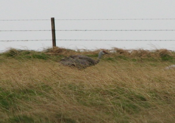 Sandhill Crane