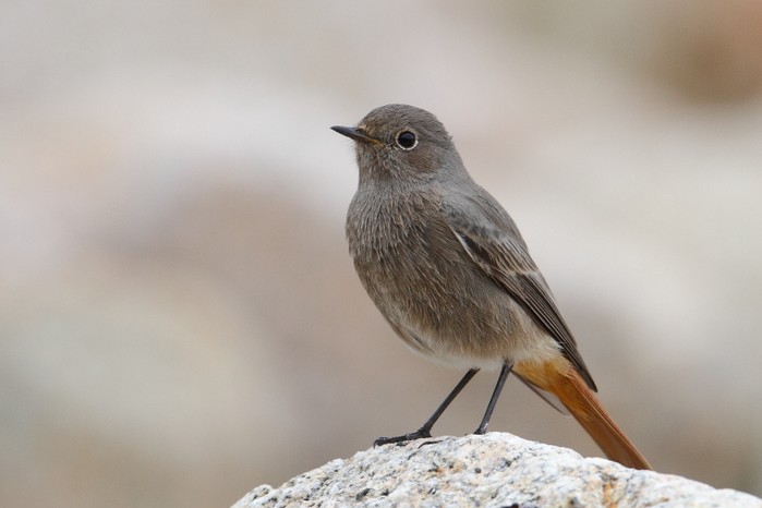 Black Redstart