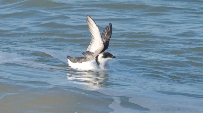 Little Auk