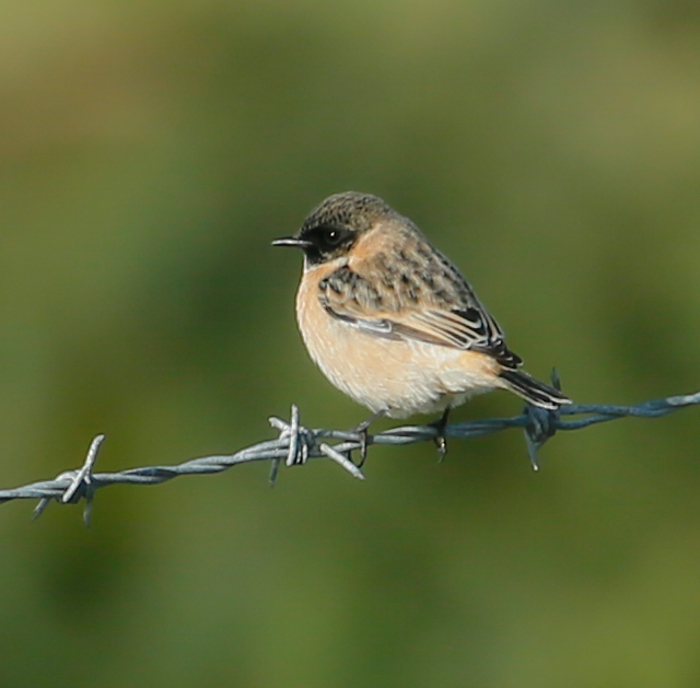Siberian Stonechat