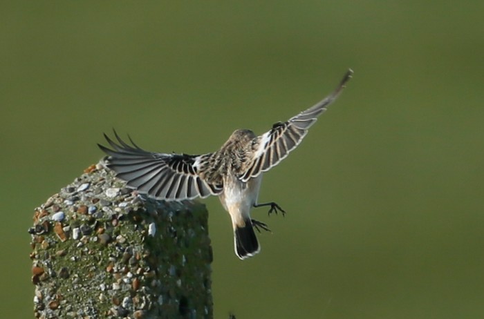 Siberian Stonechat