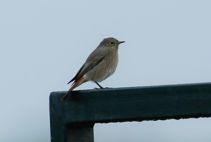 Black Redstart