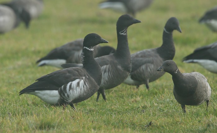 Black Brant