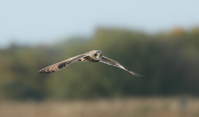 Short-eared Owl