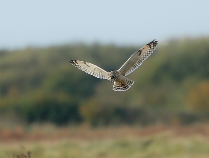 Short-eared Owl